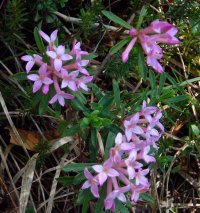 Dwarf daphne